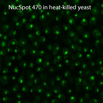 NucSpot® 470, 1000X in DMSO - image 5
