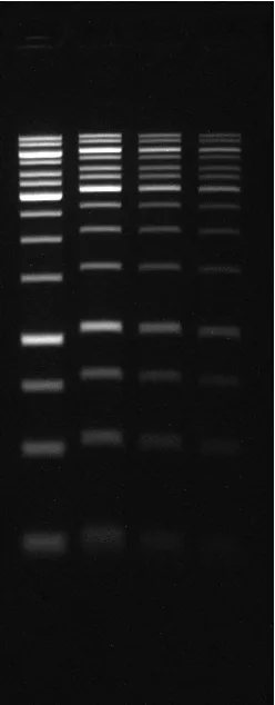 6X GelRed® Prestain Buffer with Orange Tracking Dye - image 2