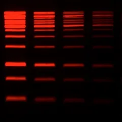 GelRed® Prestain Plus 6X DNA Loading Dye - image 2