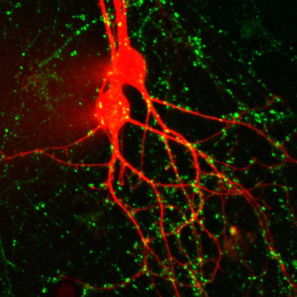 SynaptoGreen™C4 5x1mg - image 2