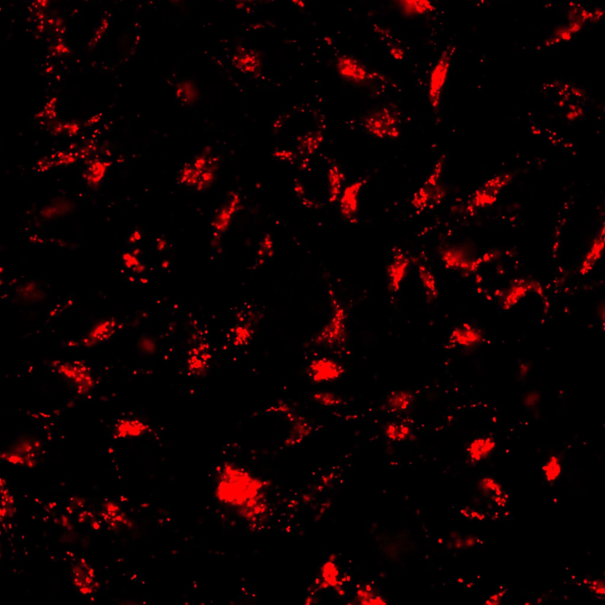 LysoView™ 633, 10 vials - image 5