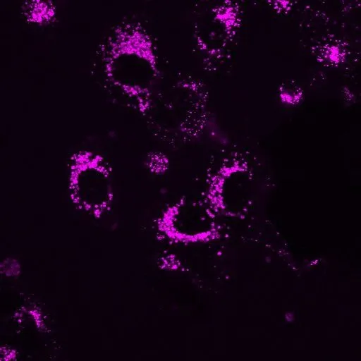 LysoView™ 633, 10 vials - image 6