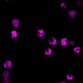 LysoView™ 633, 10 vials - image 8