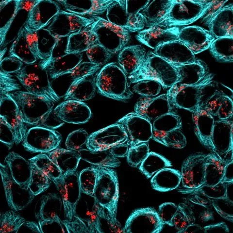 LysoView™ 488, 1000X in DMSO - image 2