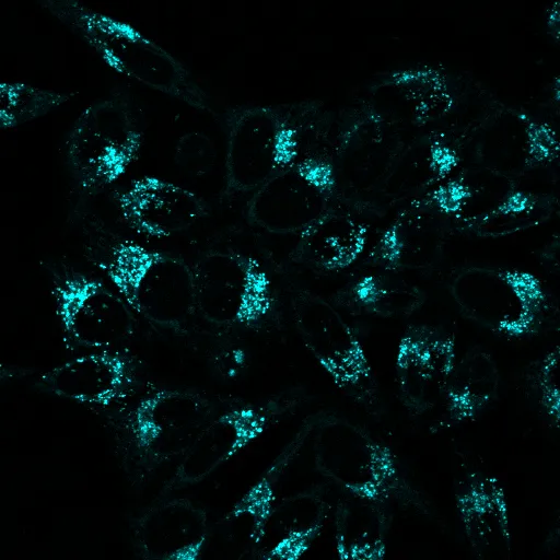 LysoView™ 488, 1000X in DMSO - image 3