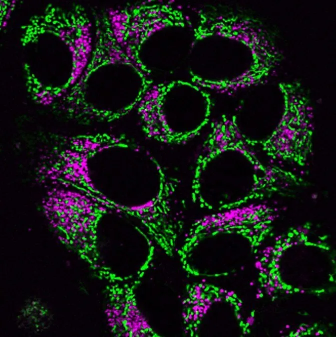 LysoView™ 488, 1000X in DMSO - image 7
