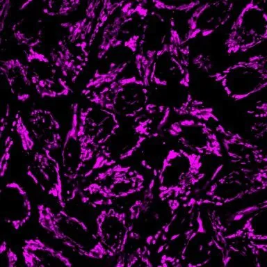 MitoView™ 405 - image 5