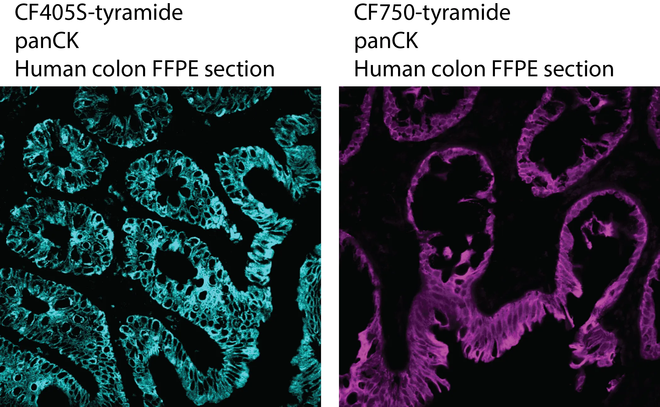 CF®350 Tyramide - image 4