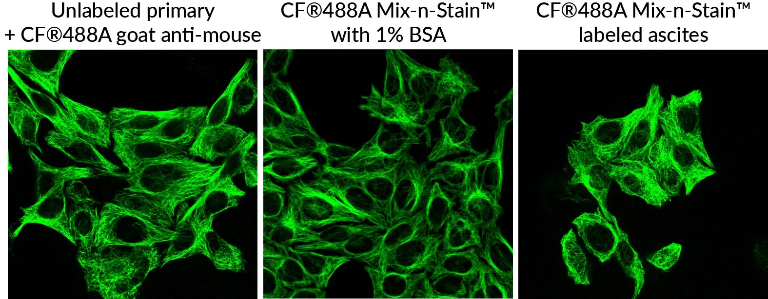 Mix-n-Stain™ CF®680R Antibody Labeling Kit, 1x(50-100ug) labeling - image 6