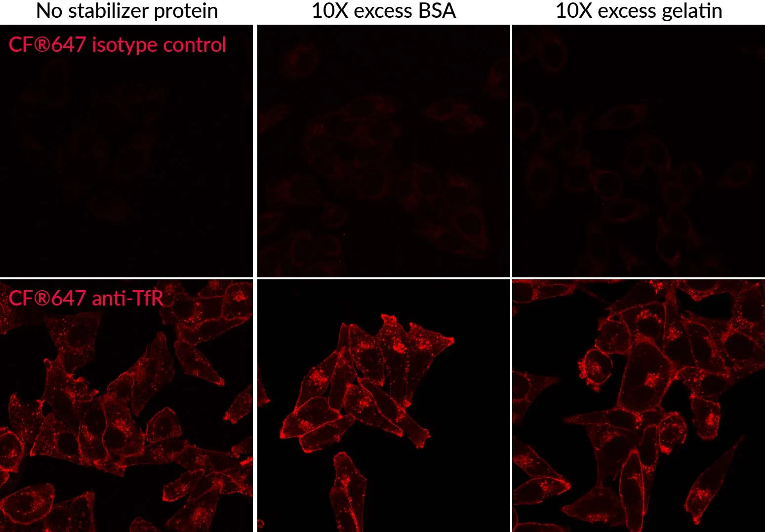Mix-n-Stain™ CF®660C Antibody Labeling Kit, 1x(5-20ug) labeling - image 4