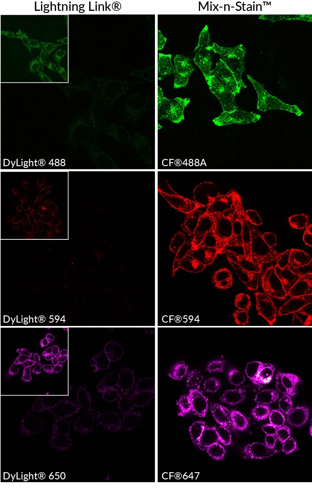 Mix-n-Stain™ CF®532 Antibody Labeling Kit, 1x(5-20ug) labeling - image 3