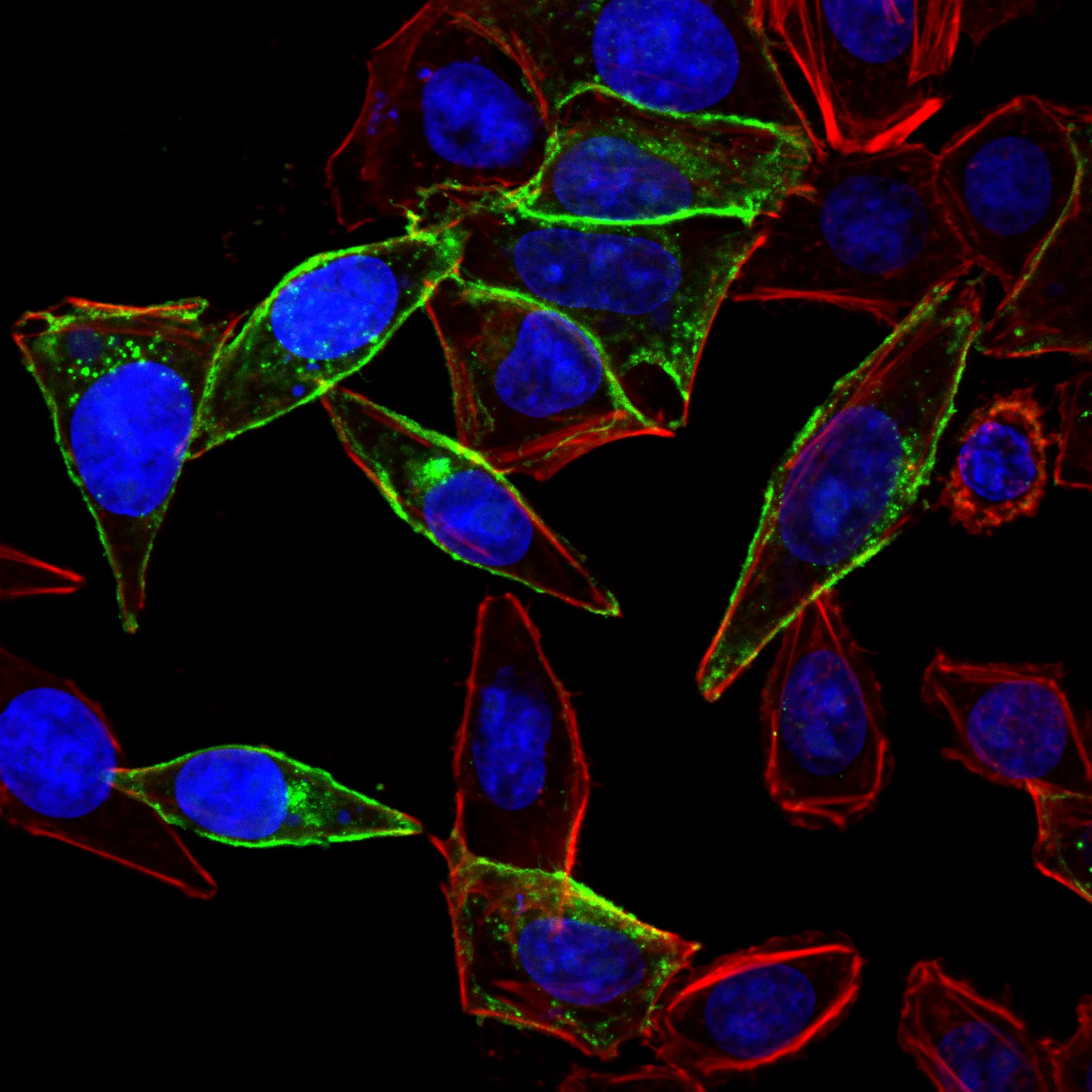Mix-n-Stain™ CF®408 Small Ligand Labeling Kit - image 3
