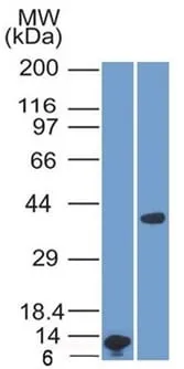 Anti-Arginase 1 (Hepatocellular Carcinoma Marker) (ARG1/1125) , CF405S conjugate - image 2