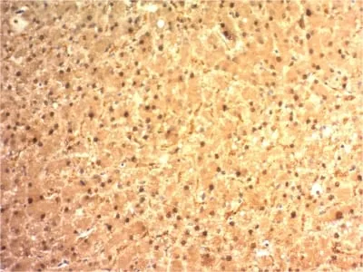 Anti-Arginase 1 (Hepatocellular Carcinoma Marker) (ARG1/1125) , CF405S conjugate - image 1