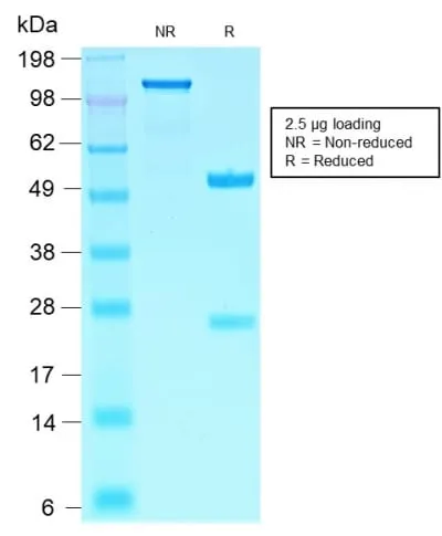 Anti-SOX10 (Melanoma Marker) (SOX10/2311R), CF740 conjugate - image 2