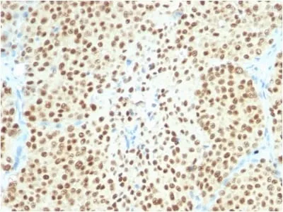 Anti-SOX10 (Melanoma Marker) (SOX10/2311R), CF740 conjugate - image 1