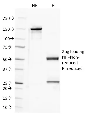 Anti-CD100 (Semaphorin-4D)(A8), CF594 conjugate - image 1
