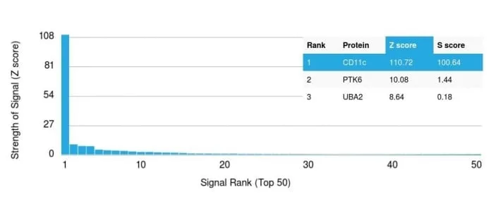 Anti-CD11c (Dendritic Cell Marker) ( ITGAX/1243) - image 4