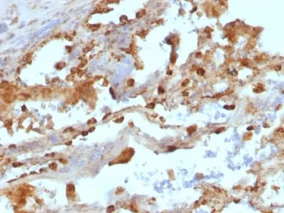 Anti-CD11c (Dendritic Cell Marker) ( ITGAX/1243) - image 2