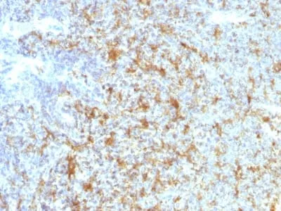 Anti-CD11c (Dendritic Cell Marker) ( ITGAX/1243) , CF488A conjugate - image 3