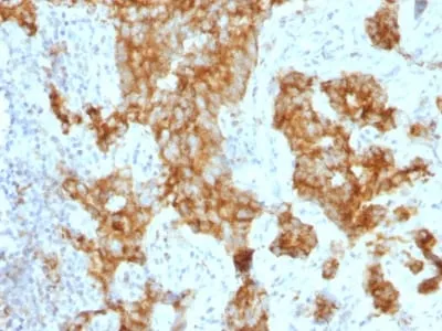 Anti-CD11c (Dendritic Cell Marker) ( ITGAX/1243) , CF488A conjugate - image 1