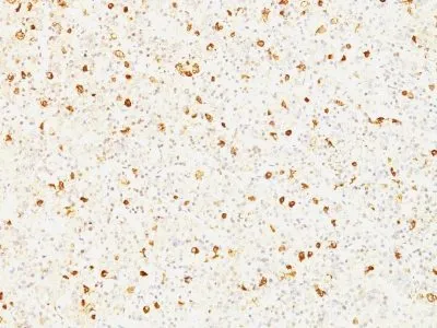 Anti-Luteinizing Hormone beta (LH beta)(LHb/1214), CF740 conjugate - image 1