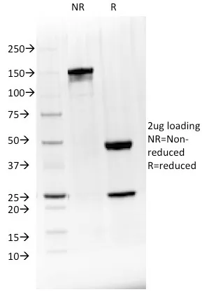 Anti-BTLA(BTLA/1528), CF740 conjugate - image 1