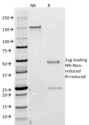 Anti-Interferon gamma (IFNG)(G-23), CF488A conjugate - image 1