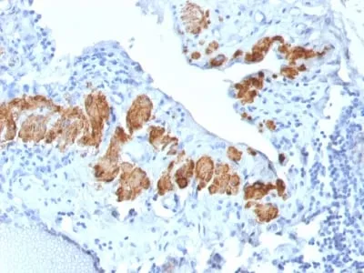 Anti-Smooth Muscle Myosin Heavy Chain (SM-MHC) (MYH11/2303R), CF740 conjugate - image 2