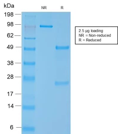Anti-Smooth Muscle Myosin Heavy Chain (SM-MHC) (MYH11/2303R), CF740 conjugate - image 1