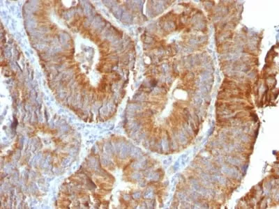 Anti-TNFS15 / VEGI (Vascular Endothelial Growth Inhibitor) (VEGI/2052R), CF740 conjugate - image 3
