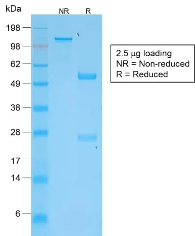 Anti-TNFS15 / VEGI (Vascular Endothelial Growth Inhibitor) (VEGI/2052R), CF740 conjugate - image 4