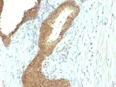Anti-Alkaline Phosphatase(ALPL/597), Biotin conjugate - image 4