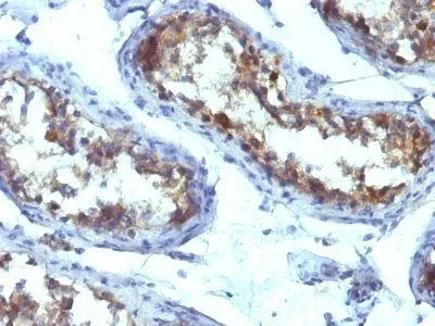Anti-Alkaline Phosphatase(ALPL/597), CF488A conjugate - image 2