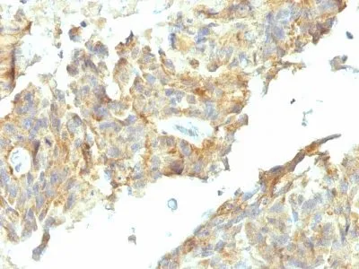 Anti-Alkaline Phosphatase(ALPL/597), CF488A conjugate - image 3