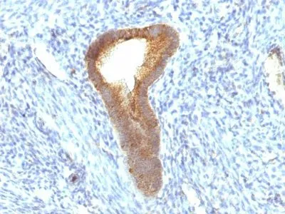Anti-Alkaline Phosphatase(ALPL/597), CF488A conjugate - image 1