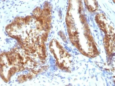 Anti-AMACR / p504S(Rabbit PAb), CF640R conjugate - image 1