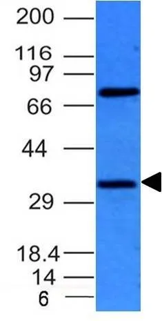 Anti-BCL-10(BL10/411), CF405S conjugate - image 2