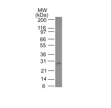 Anti-bcl-2(100/D5 + 124) - image 3