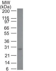 Anti-bcl-2(100/D5), CF640R conjugate - image 3