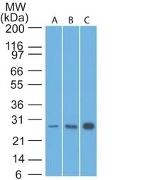 Anti-bcl-2(8C8) - image 2