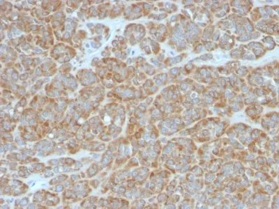 Anti-bcl-2(BCL2/796) - image 2
