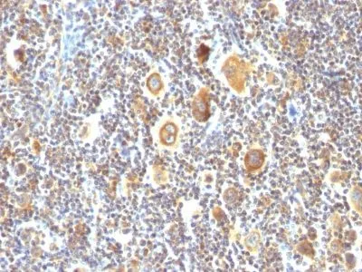 Anti-bcl-6(BCL6/850), CF568 conjugate - image 1