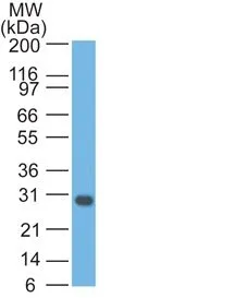 Anti-bcl-x(2H12), Biotin conjugate - image 2