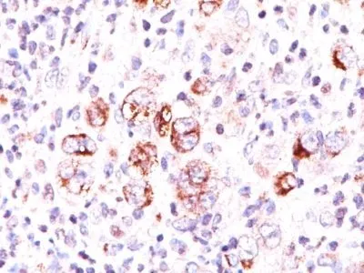 Anti-bcl-x(2H12), CF640R conjugate - image 1