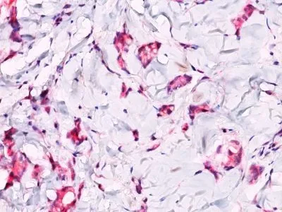 Anti-Beta Catenin (p120)(Rabbit PAb), Biotin conjugate - image 2