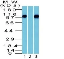 Anti-Beta Catenin (p120)(Rabbit PAb), Biotin conjugate - image 3