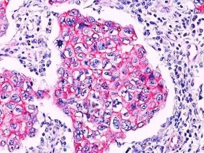 Anti-Beta Catenin (p120)(Rabbit PAb), Biotin conjugate - image 1