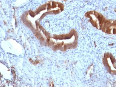 Anti-Beta-2 Microglobulin (B2M)(B2M/961) - image 3