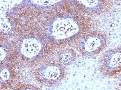 Anti-Beta-2 Microglobulin (B2M)(B2M/961) - image 4